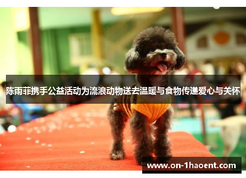 陈雨菲携手公益活动为流浪动物送去温暖与食物传递爱心与关怀